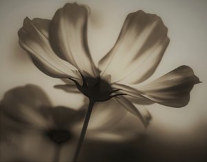 természetes röntgen, 2019, (fényképezés) alkotó: Alex Caminker
