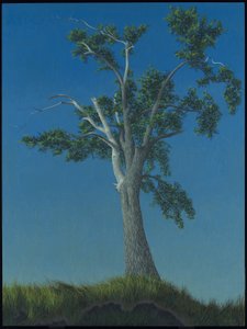 Elm Tree at Horton Landing