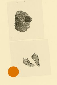 Főcsont alkotó: Alexander Adiels