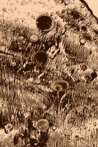 Oxigén alkotó: Alexander Adiels