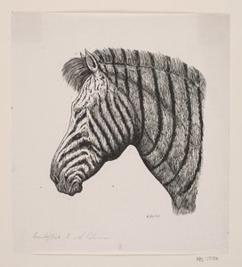 Zebra feje