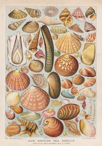 Brit tengeri kagylók (chromolitho)