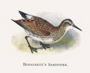 Bonapartes Sandpiper alkotó: Alexander Francis Lydon