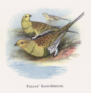 Pallas Sand-Grouse alkotó: Alexander Francis Lydon