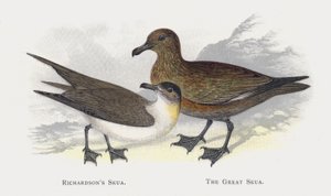 Richardsons Skua, A nagy Skua alkotó: Alexander Francis Lydon