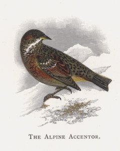 Az alpesi Accentor alkotó: Alexander Francis Lydon