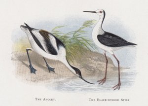 Az Avocet, A feketeszárnyú gólyalábas alkotó: Alexander Francis Lydon