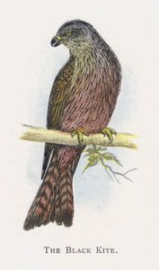 A fekete sárkány alkotó: Alexander Francis Lydon