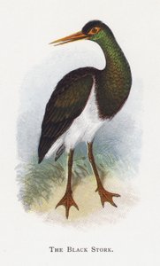 A fekete gólya alkotó: Alexander Francis Lydon