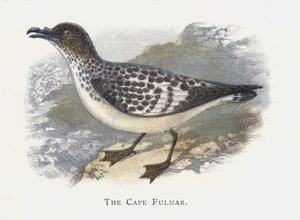 A Fulmar-fok alkotó: Alexander Francis Lydon