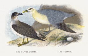 The Cappped Petrel, The Fulmar alkotó: Alexander Francis Lydon