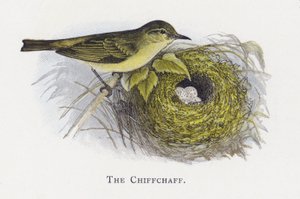 A Chiffchaff alkotó: Alexander Francis Lydon
