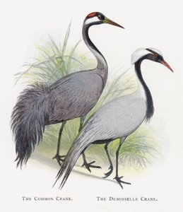The Common Crane, The Demoiselle Crane alkotó: Alexander Francis Lydon