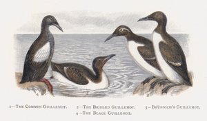 The Common Guillemot, A kantáros Guillemot, Brunnichs Guillemot, The Black Guillemot alkotó: Alexander Francis Lydon