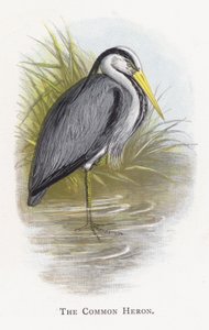 A közönséges gém alkotó: Alexander Francis Lydon