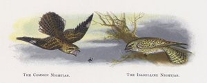 The Common Nightjar, The Isabelline Nightjar alkotó: Alexander Francis Lydon