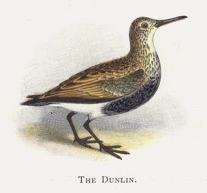A Dunlin alkotó: Alexander Francis Lydon