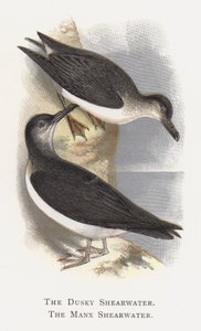 The Dusky Shearwater, The Manx Shearwater alkotó: Alexander Francis Lydon