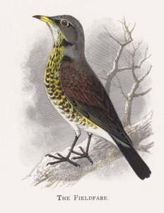 A Fieldfare alkotó: Alexander Francis Lydon