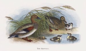 A Gadwall alkotó: Alexander Francis Lydon