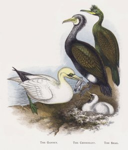 A Gannet, A Kormorán, A Shag alkotó: Alexander Francis Lydon