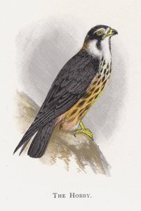 A Hobbi alkotó: Alexander Francis Lydon