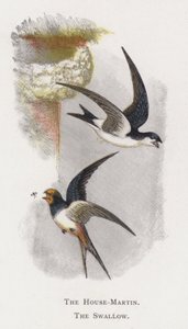 A Ház-Martin, A fecske alkotó: Alexander Francis Lydon
