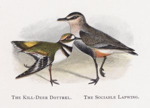 The Killdeer Dotterel, A társaságkedvelő lapy alkotó: Alexander Francis Lydon