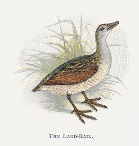 A Land-Rail alkotó: Alexander Francis Lydon