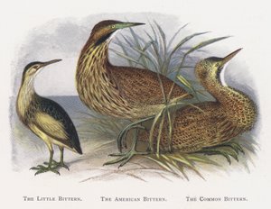 The Little Bittern, The American Bittern, The Common Bittern alkotó: Alexander Francis Lydon