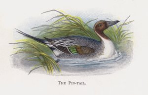 A Pin-tail alkotó: Alexander Francis Lydon