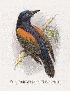 A vörösszárnyú akasztófészek alkotó: Alexander Francis Lydon