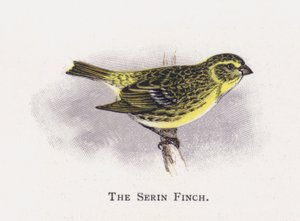 A Serin Finch alkotó: Alexander Francis Lydon
