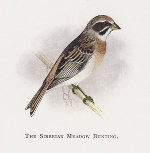 A szibériai réti sármány alkotó: Alexander Francis Lydon