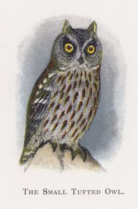 A kis bojtos bagoly alkotó: Alexander Francis Lydon