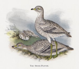 A Stone-Plover alkotó: Alexander Francis Lydon