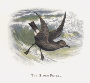 A Viharpetrel alkotó: Alexander Francis Lydon