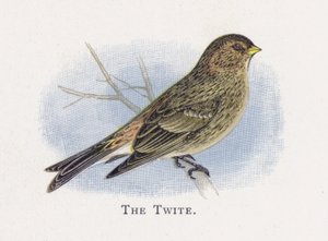 A Twite alkotó: Alexander Francis Lydon