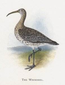A Whimbrel alkotó: Alexander Francis Lydon