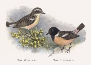 The Whinchat, The Stonechat alkotó: Alexander Francis Lydon