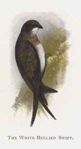 A fehérhasú swift alkotó: Alexander Francis Lydon