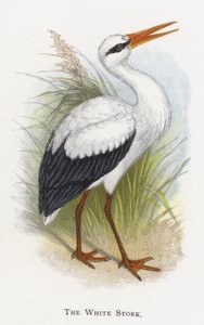 A fehér gólya alkotó: Alexander Francis Lydon