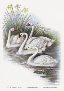 A bütykös hattyú, Bewicks Swan, A bütykös hattyú alkotó: Alexander Francis Lydon