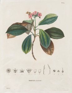 Utazás az új kontinens napéjegyenlőségi régióiba, 1709-től 1804-ig: A Melastomaceae monográfiája: 54. sz. alkotó: Alexander, Freiherr von Humboldt