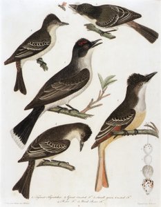 1. Tyrant Flycatcher. 2. F. 3. Kis zöldgalléros F. 4. Pe-We F. 5. Wood Pe-We F. (az American Orinthology című könyvből)
