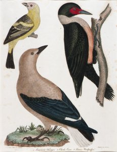Louisiana Tanager, Clark varjú, Lewis fakopáncs