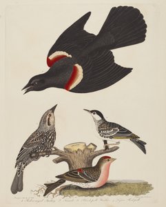 Vörösszárnyú seregély, nőstény vörös szárnyú seregély, fekete poszáta és kisebb..., pub.1808-1814.