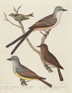 Fecskefarkú légykapó, Arkansas légykapó, Say légykapója és nőstény... Wren.