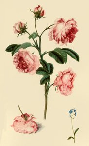 „Rosa Provincialis and Forget-Me-Not”, c1680, 1946.