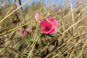 Blüte im Wind alkotó: Alexandra Joseph